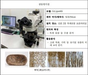 부여 왕릉원에서 백제 왕실의 장례문화 흔적 확인 [우리문화신문] 부여 왕릉원에서 백제 왕실의 장례문화 흔적 확인