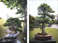 분재를 둘러싼 오해, 이제는 풀어야 할 때 [우리문화신문] 분재를 둘러싼 오해, 이제는 풀어야 할 때