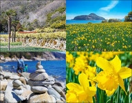 수선화 봄물 드는 노부부의 바다 정원, 거제 공곶이 [우리문화신문] 수선화 봄물 드는 노부부의 바다 정원, 거제 공곶이