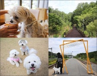 댕댕이와 사람이 함께 행복한, 춘천 강아지숲 [우리문화신문] 댕댕이와 사람이 함께 행복한, 춘천 강아지숲