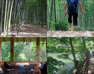 대숲에서 즐기는 피서 구례 섬진강대숲길 [우리문화신문] 대숲에서 즐기는 피서 구례 섬진강대숲길