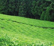 서정 - KRpia 검색결과