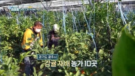 경기 광주서 감귤 생산, 체험농장도 인기 | | KTV 국민방송 경기 광주서 감귤 생산, 체험농장도 인기