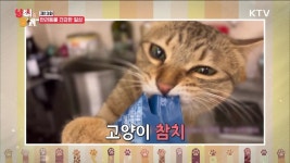 냥이와 멍이 | 프로그램 - 정책 | KTV 국민방송 KTV 국민방송