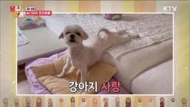 교육된 반려동물의 생활 | | KTV 국민방송 교육된 반려동물의 생활