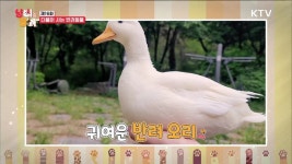 냥이와 멍이 | 프로그램 - 정책 | KTV 국민방송 KTV 국민방송