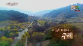 산수유가 아름다운 구례 | | KTV 국민방송 산수유가 아름다운 구례
