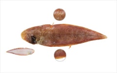 서대 수산물 국내산,중국산,일본산,외국산 수산물 특징과 식별법 - 램프쿡