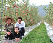 참맛대추농원 전통의 사과 명가 3대가 농사짓는, 땅강아지 사과 밭 김정오 명인 - 램프쿡 참맛대추농원  전통의 사과 명가 3대가 농사짓는... 