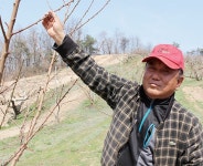 해돋이 농원 김종오 명인 - 램프쿡 (주)국심  한 박스 31만원?... 신화창조는 성실함이 만든다! 해돋이 농원 김종오 명인 - 램프쿡