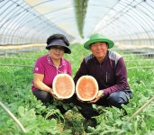 이석변 명인 제 2의 우장춘 박사를 꿈꾸다! 석정농장 이석변 명인 - 램프쿡 이석변 명인  제 2의 우장춘 박사를 꿈꾸다! 석정농장 이석변 명인... 