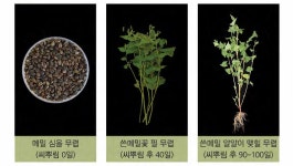 메밀의 일생 메밀이야기 - 램프쿡