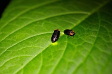 보도자료 | 미디어 | LG 화담숲, <2022년 반딧불이 이벤트>… 6월 3일 예약 오픈