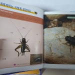 개똥이네-중고서적전문사이트 (개똥이네) 파브르 자연관찰 프라임