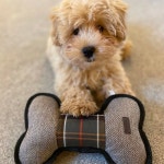 런던놀이 ♬ 런던에서 쇼핑하고 놀자  바버 도그 토이(본)