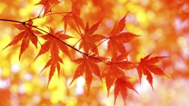 Fall In the City