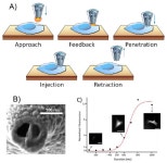 Cells | Free Full-Text | Nanopipettes as Monitoring Probes for the Single Living Cell: State of the Art and Future Directions in... 