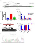 Circular RNA circHIPK3 Promotes the Proliferation and Differentiation of Chicken Myoblast Cells by Sponging miR-30a-3p
