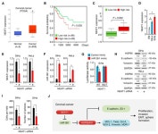 MicroRNA-361-Mediated Inhibition of HSP90 Expression and EMT in Cervical Cancer Is Counteracted by Oncogenic lncRNA NEAT1