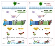 Interferon-β Stimulation Elicited by the Influenza Virus Is Regulated by the Histone Methylase Dot1L through the RIG-I-TRIM25... 
