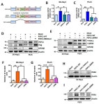 PSPC1 Potentiates IGF1R Expression to Augment Cell Adhesion and Motility