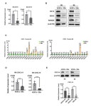 CXCL14 Maintains hESC Self-Renewal through Binding to IGF-1R and Activation of the IGF-1R Pathway