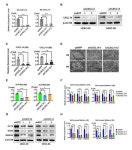 CXCL14 Maintains hESC Self-Renewal through Binding to IGF-1R and Activation of the IGF-1R Pathway