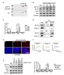 CXCL14 Maintains hESC Self-Renewal through Binding to IGF-1R and Activation of the IGF-1R Pathway