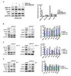 CXCL14 Maintains hESC Self-Renewal through Binding to IGF-1R and Activation of the IGF-1R Pathway