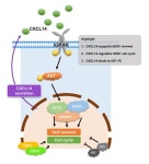 CXCL14 Maintains hESC Self-Renewal through Binding to IGF-1R and Activation of the IGF-1R Pathway