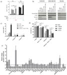 Selinexor Sensitizes TRAIL-R2-Positive TNBC Cells to the Activity of TRAIL-R2xCD3 Bispecific Antibody
