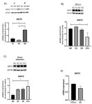 SIRT5 Inhibition Induces Brown Fat-Like Phenotype in 3T3-L1 Preadipocytes