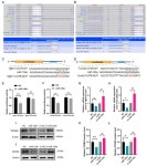 miR-135a Suppresses Granulosa Cell Growth by Targeting Tgfbr1 and Ccnd2 during Folliculogenesis in Mice