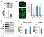 Role of MiR-325-3p in the Regulation of CFL2 and Myogenic Differentiation of C2C12 Myoblasts