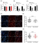 Decreased miR-497-5p Suppresses IL-6 Induced Atrophy in Muscle Cells