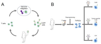Allogeneic Cancer Cell Therapy and Future Perspectives on “Off-the-Shelf” T Cell Therapy Using iPSC Technology and Gene Editing