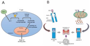 Allogeneic Cancer Cell Therapy and Future Perspectives on “Off-the-Shelf” T Cell Therapy Using iPSC Technology and Gene Editing