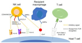 Allogeneic Cancer Cell Therapy and Future Perspectives on “Off-the-Shelf” T Cell Therapy Using iPSC Technology and Gene Editing