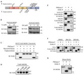 The Role of N-Glycosylation in the Intracellular Trafficking and Functionality of Neuronal Growth Regulator 1