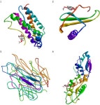 ornatus Codd. In Vitro and In Silico An Evaluation of the Novel Biological Properties of Diterpenes Isolated from Plectranthus... 