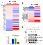 Musashi-1 and miR-147 Precursor Interaction Mediates Synergistic Oncogenicity Induced by Co-Infection of Two Avian Retroviruses