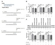 Cells | Free Full-Text | miR-369-3p Modulates Intestinal... miR-369-3p Modulates Intestinal Inflammatory Response via BRCC3/NLRP3... 