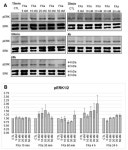 Coagulation Factor Xa Has No Effects on the Expression of PAR1, PAR2, and PAR4 and No Proinflammatory Effects on HL-1 Cells