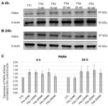 Coagulation Factor Xa Has No Effects on the Expression of PAR1, PAR2, and PAR4 and No Proinflammatory Effects on HL-1 Cells