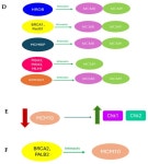Minichromosome Maintenance Proteins: From DNA Replication to the DNA Damage Response
