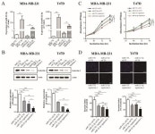 Therapeutic Targeting of the Galectin-1/miR-22-3p Axis Regulates Cell Cycle and EMT Depending on the Molecular Subtype of Breast... 