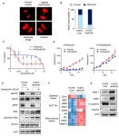 Chromosomal Instability Is Associated with cGAS&ndash;STING Activation in EGFR-TKI Refractory Non-Small-Cell Lung Cancer... 