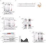 RNF213 Acts as a Molecular Switch for Cav-1 Ubiquitination and Phosphorylation in Human Cells