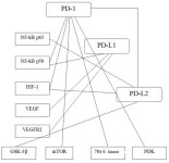 Regulation of Immunity in Clear Cell Renal Carcinoma: Role of PD-1, PD-L1, and PD-L2