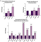 Overexpression of OLIG2 and MYT1L Transcription Factors Enhance the Differentiation Potential of Human Mesenchymal Stem Cells... 